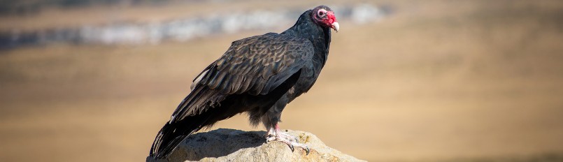 A Turkey Vulture perched on a stone pillar.
