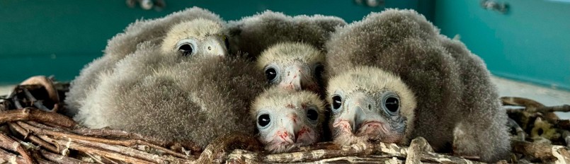 Four down-covered Aplomado Falcon nestlings cuddled together in an artificial nestling structure.