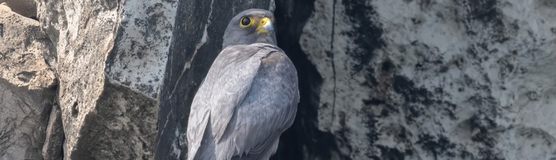 A Sooty Falcon perched on a rocky cliff.
