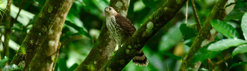 A hand-reared immature Puerto Rican Sharp-shinned after being returned to the wild.