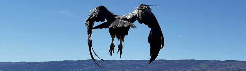 An immature California Condor taking flight off a perch at our management facility in Arizona.