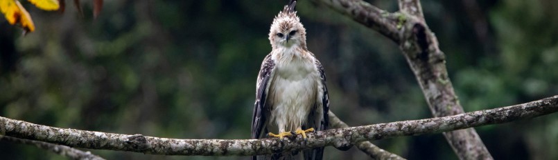 A wet immature Black-and-chestnut Eagle perched on a branch in the rain.