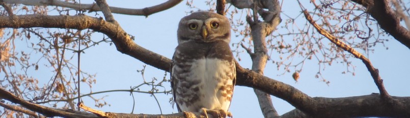 A Forest Owlet perched on a branch.