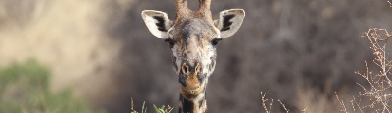 A closeup of the head of a Masai Giraffe.