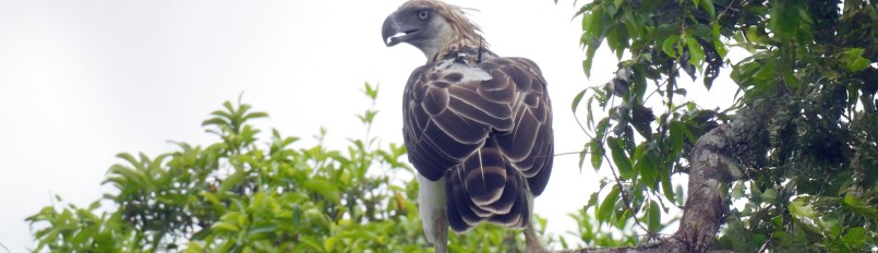 A banded Philippine Eagle perched on a branch facing away from the camera but turning its head to look back.