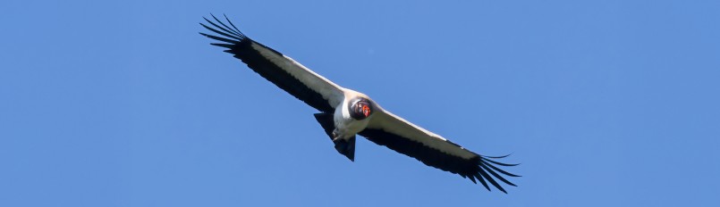 A soaring King Vulture with blue sky behind it.