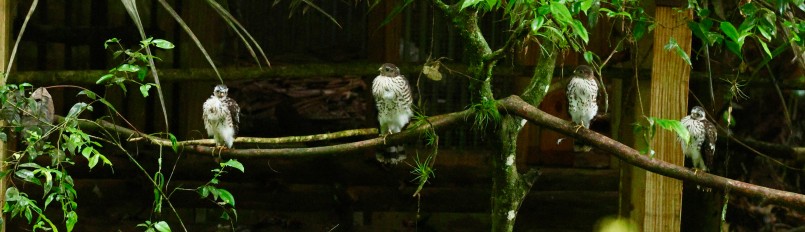Four fledgling Puerto Rican Sharp-shinned Hawks perched on a branch outside our new hack box.