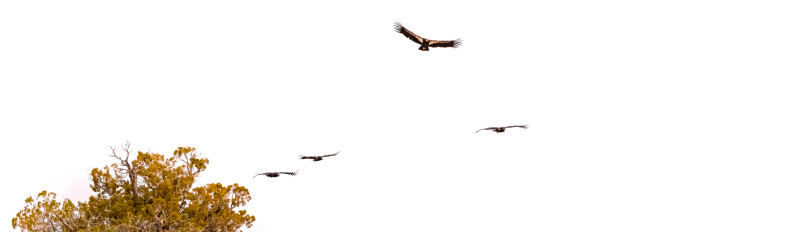 California Condors in flight over a red rock landscape.