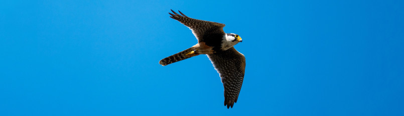 An Aplomado Falcon in flight.
