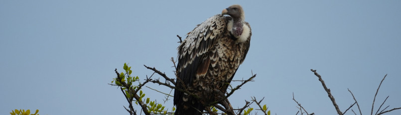 A Rüppell's Vulture perched in the top of a tree.