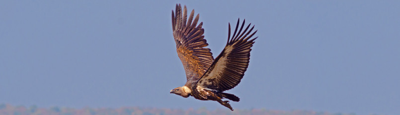 A White-rumped Vulture in flight in front of distant hills.