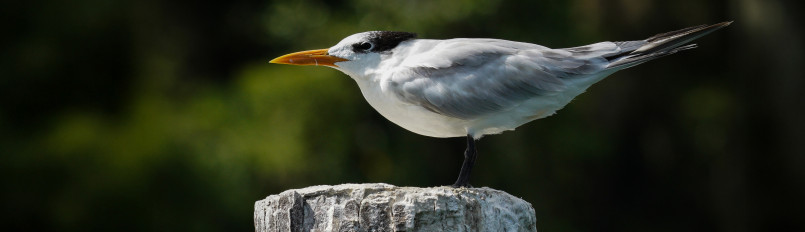 A Royal Tern perched on a dock post.