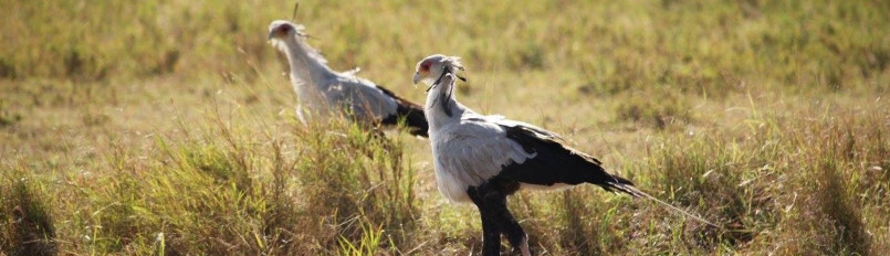 Two Secretarybird birds walking through yellow grass.