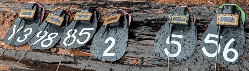 A row of wing tags and transmitters waiting to be attached to soon-to-be-released California Condors.