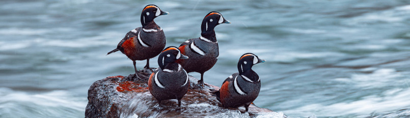 Four Harlequin Ducks sitting on a rock surrounded by rushing water.