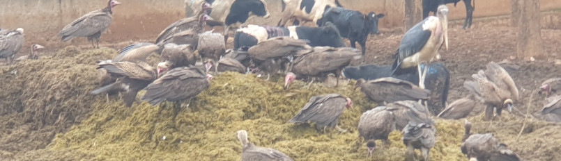 Hooded Vultures and other scavengers foraging at a slaughterhouse in Rwanda.