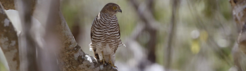 A bird of prey sitting on a branch.