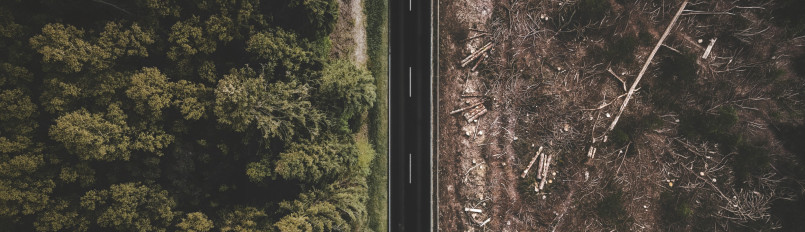 A birds-eye view of a road; one the left side is dense forest, while the right is clear-cut bare ground.