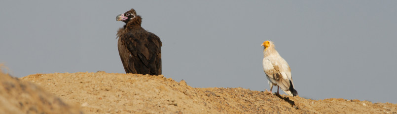 A Red-headed Vulture and Egyptian Vulture standing side by side on bare ground.