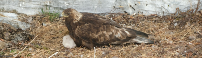 An adult Golden Eagle sitting on its nest with a down-covered nestling.