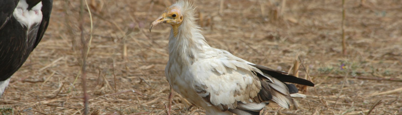 An Egyptian Vulture walking across bare ground with another larger vulture in the background.