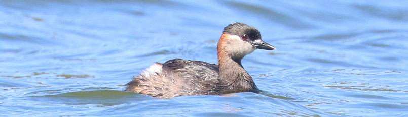 A swimming Madagascar Grebe.