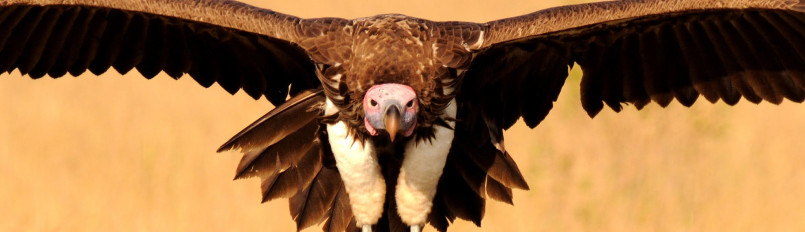 A close-up of a Lappet-faced Vulture flying directly towards the camera.
