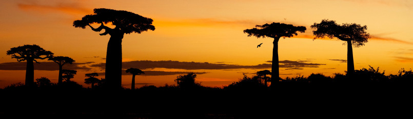 Boabab trees silhouetted by an orange sunset.
