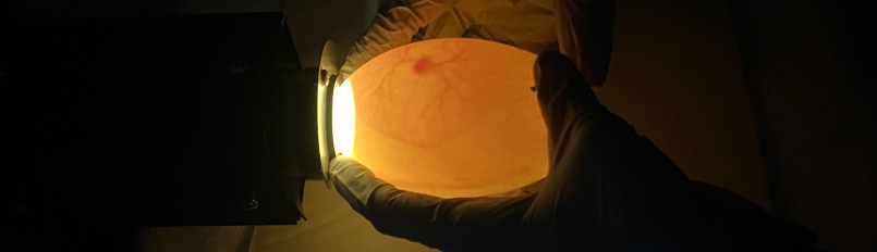 A closeup of a California Condor egg being candled by one of our propagation specialists.