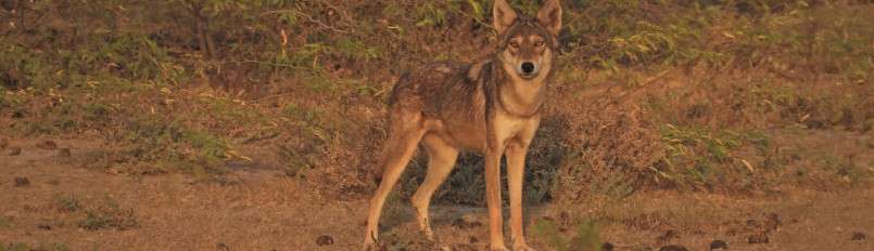 An Indian Wolf standing still and looking at the camera.