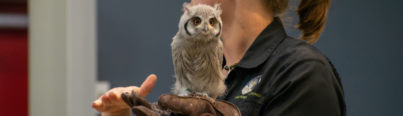 Avian ambassador Nox, a Northern White-faced Owl, at four weeks old perched on the glove of a trainer during an education program.