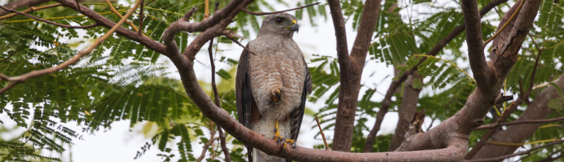 A Ridgway's Hawk resting on a branch.