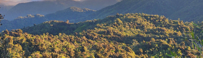 A hilly, forest-covered landscape at our Puerto Rican Sharp-shinned Hawk study area.