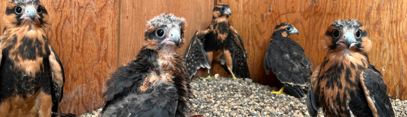 Aplomado Falcon nestlings in our propagation facility.