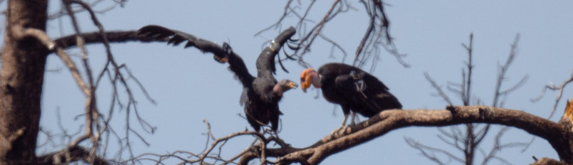Two California Condors, an adult and an immature, interacting while perched on a dead branch in northern Arizona.