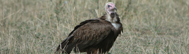 A Hooded Vulture sitting on grassland.