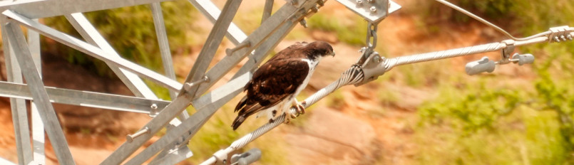 An Augur Buzzard perched on an electrical transmission tower.