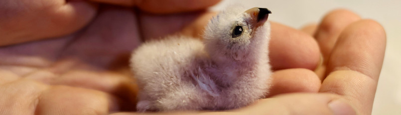 A nestling Puerto Rican Sharp-shinned Hawk cradle in the hands of one of our biologists.
