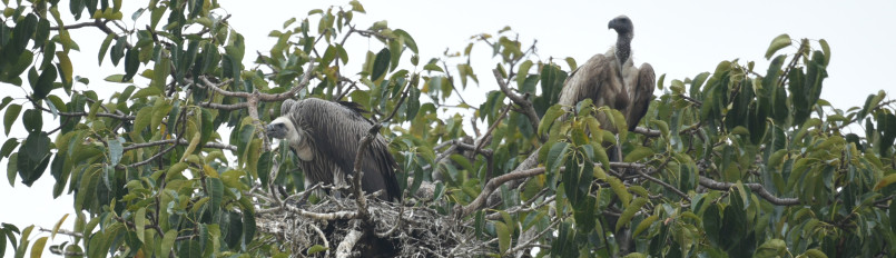 A White-backed Vulture pair perched by their treetop nest.