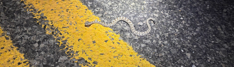 A young Great Basin rattlesnake on a road at night.