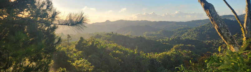 A sunlit rainforest landscape in Puerto Rico.