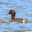 A reddish-brown duck swimming in blue water