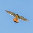 A male American Kestrel in flight in front of a blue sky.