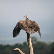 A Hooded Vulture perched on a small stump and sunning its wings.