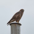 A Eurasian Buzzard perched atop a utility pole.