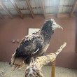 Ambassador Egyptian Vulture Ramses in his aviary at the World Center for Birds of Prey.