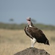 A Lappet-faced Vulture perched on a dirt mound
