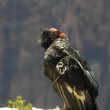 California Condor 123 perched on a rocky cliff edge.
