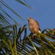 An adult Ridgway's Hawk perched on a palm frond.