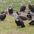 A flock of Hooded Vultures sitting in a grassy field.